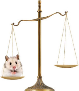 hayvan hakları avukatı